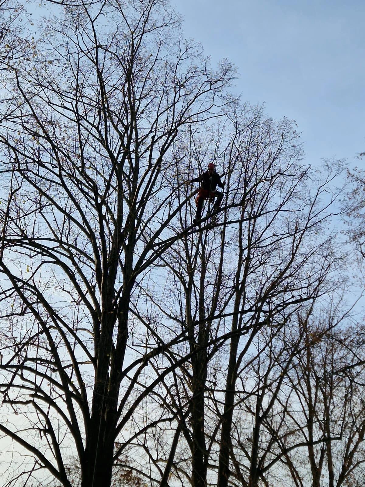 Arborista s lezeckým vybavením