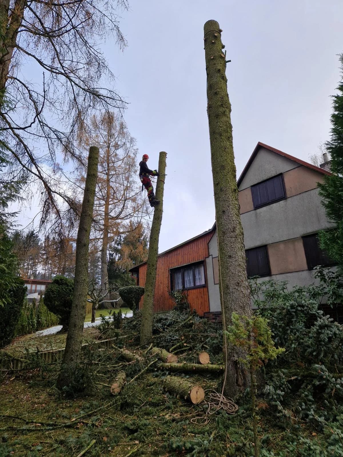 Arborista v koruně modřínu