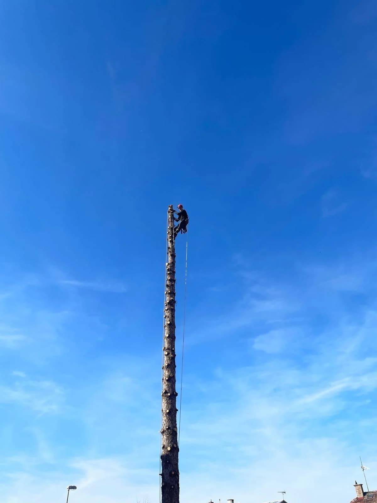 Arborista leze po holém kmeni